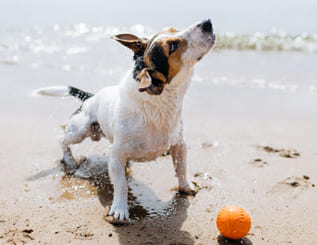 La playa de Matalascañas ya cuenta con una nueva zona para disfrutar de la playa y tu mascota