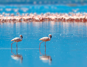 Marismas del Odiel: Paraíso Natural y Reserva de la Biosfera en Huelva